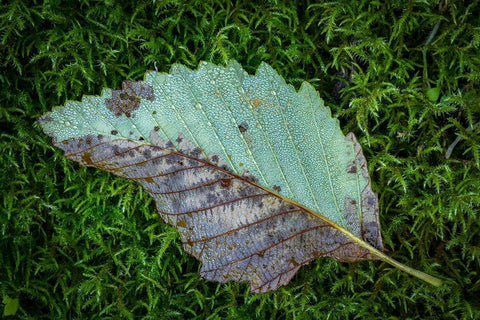 Alder Leaf White Modern Wood Framed Art Print with Double Matting by Mahan, Kathy