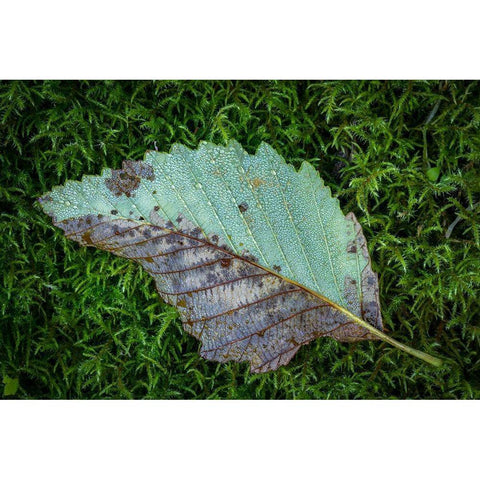 Alder Leaf Gold Ornate Wood Framed Art Print with Double Matting by Mahan, Kathy