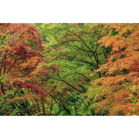 Autumn Forest Black Modern Wood Framed Art Print with Double Matting by Mahan, Kathy