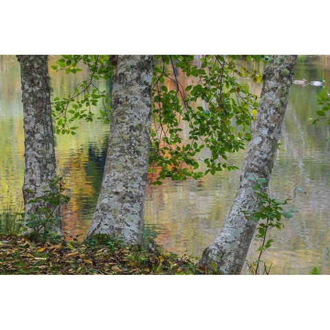 Alder Trees and Pond Black Modern Wood Framed Art Print with Double Matting by Mahan, Kathy