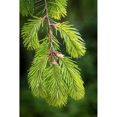 Douglas Fir Growth I Black Modern Wood Framed Art Print with Double Matting by Mahan, Kathy