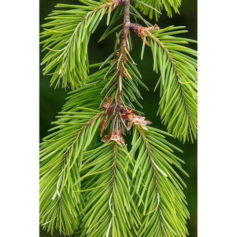 Douglas Fir Growth II White Modern Wood Framed Art Print by Mahan, Kathy