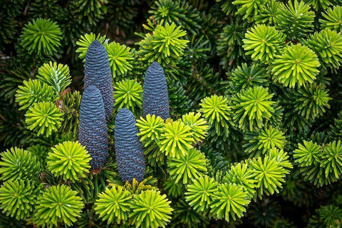 Korean Spruce Cones I Black Ornate Wood Framed Art Print with Double Matting by Mahan, Kathy