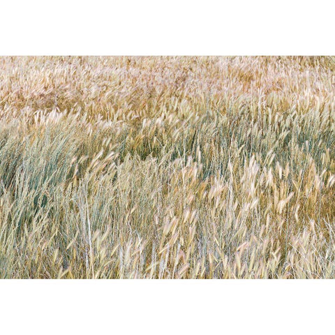 Foxtail Barley I Black Modern Wood Framed Art Print with Double Matting by Mahan, Kathy