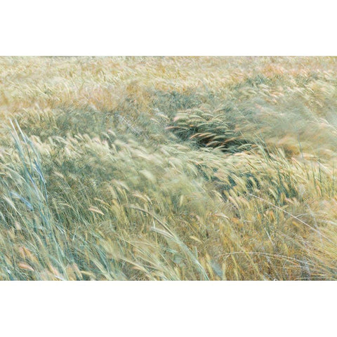 Foxtail Barley II Gold Ornate Wood Framed Art Print with Double Matting by Mahan, Kathy