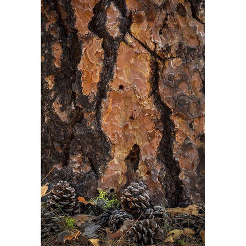 Ponderosa Pine I Black Modern Wood Framed Art Print with Double Matting by Mahan, Kathy