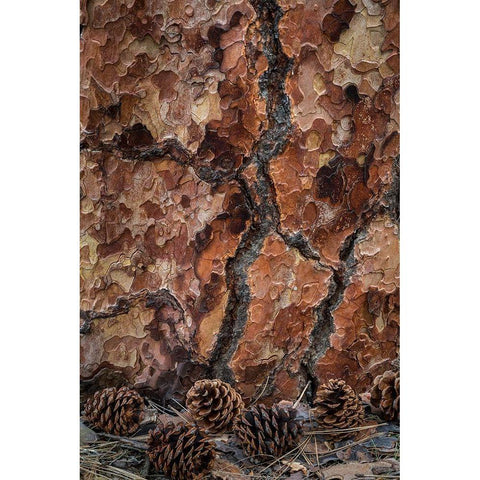 Ponderosa Pine II Gold Ornate Wood Framed Art Print with Double Matting by Mahan, Kathy