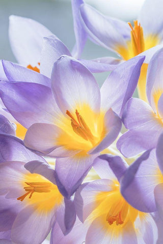 Crocus Blooms I Black Ornate Wood Framed Art Print with Double Matting by Mahan, Kathy