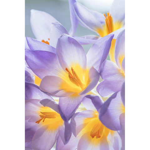 Crocus Blooms I White Modern Wood Framed Art Print by Mahan, Kathy