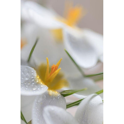 White Crocus Blossoms I Black Modern Wood Framed Art Print with Double Matting by Mahan, Kathy