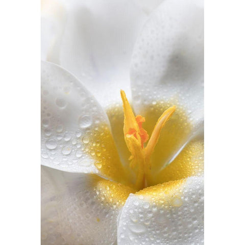 White Crocus Blossoms II White Modern Wood Framed Art Print by Mahan, Kathy