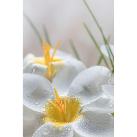 White Crocus Blossoms III White Modern Wood Framed Art Print by Mahan, Kathy