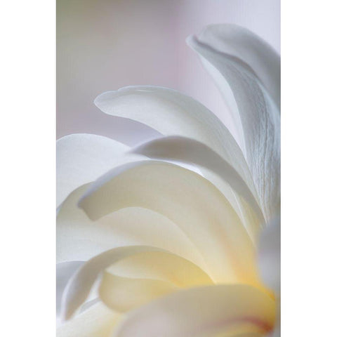 White Magnolia White Modern Wood Framed Art Print by Mahan, Kathy