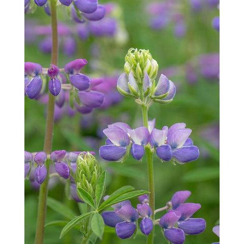 Lupine Blossoms I Black Modern Wood Framed Art Print with Double Matting by Mahan, Kathy