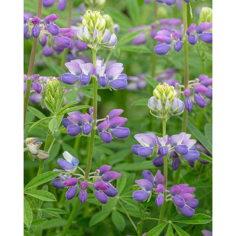 Lupine Blossoms II Black Modern Wood Framed Art Print with Double Matting by Mahan, Kathy