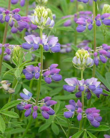 Lupine Blossoms II White Modern Wood Framed Art Print with Double Matting by Mahan, Kathy