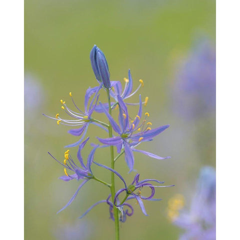 Camas Blossoms Black Modern Wood Framed Art Print with Double Matting by Mahan, Kathy