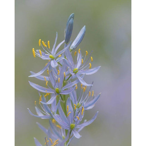 Camas Blossoms II White Modern Wood Framed Art Print by Mahan, Kathy