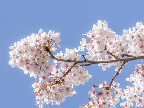 Spring Cherry Blossoms I White Modern Wood Framed Art Print with Double Matting by Mahan, Kathy