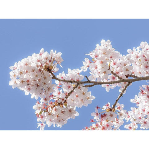 Spring Cherry Blossoms I Black Modern Wood Framed Art Print with Double Matting by Mahan, Kathy