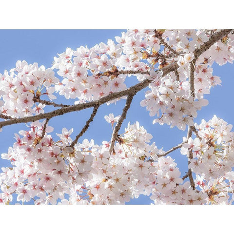 Spring Cherry Blossoms II White Modern Wood Framed Art Print by Mahan, Kathy