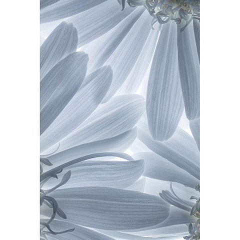 Shasta Daisies I Black Modern Wood Framed Art Print with Double Matting by Mahan, Kathy