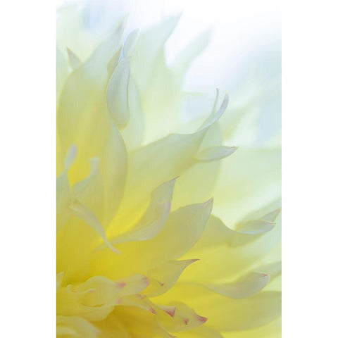Dahlia Blossom I Black Modern Wood Framed Art Print with Double Matting by Mahan, Kathy
