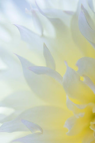 Dahlia Blossom II White Modern Wood Framed Art Print with Double Matting by Mahan, Kathy