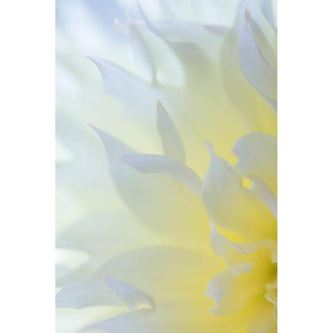 Dahlia Blossom II Gold Ornate Wood Framed Art Print with Double Matting by Mahan, Kathy