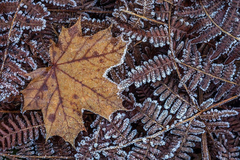 Maple Leaf and Bracken Ferns I Black Ornate Wood Framed Art Print with Double Matting by Mahan, Kathy