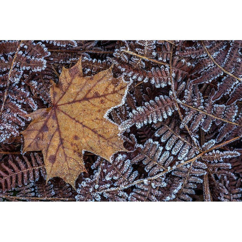 Maple Leaf and Bracken Ferns I Gold Ornate Wood Framed Art Print with Double Matting by Mahan, Kathy