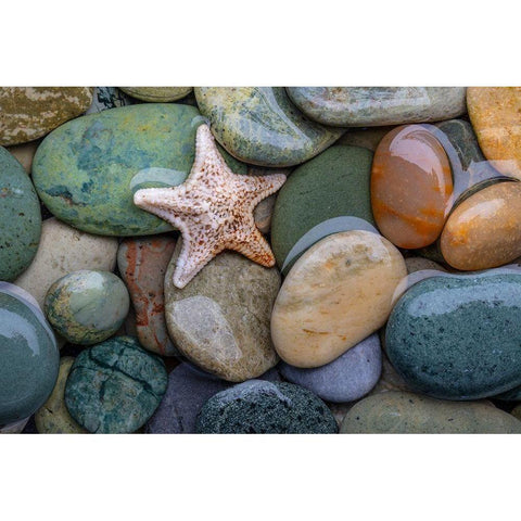 Seastar and Beach Rock White Modern Wood Framed Art Print by Mahan, Kathy