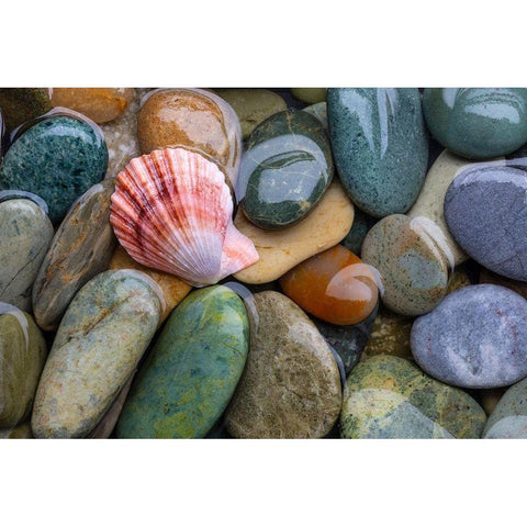 Scallop Shell and Beach Rock Gold Ornate Wood Framed Art Print with Double Matting by Mahan, Kathy