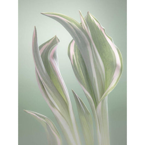 Pale Green Beginning I Black Modern Wood Framed Art Print with Double Matting by Mahan, Kathy