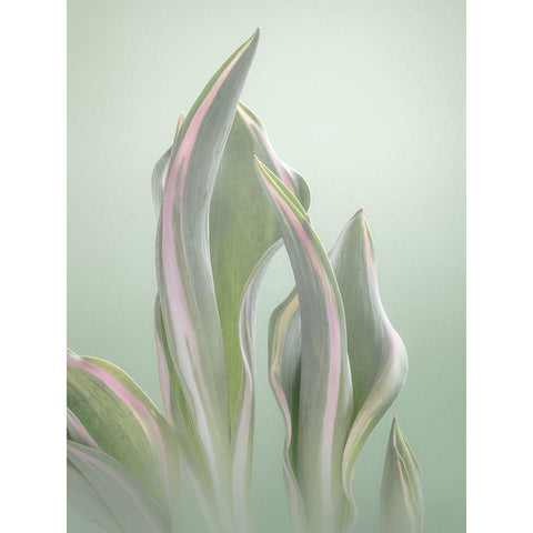 Pale Green Beginning II White Modern Wood Framed Art Print by Mahan, Kathy