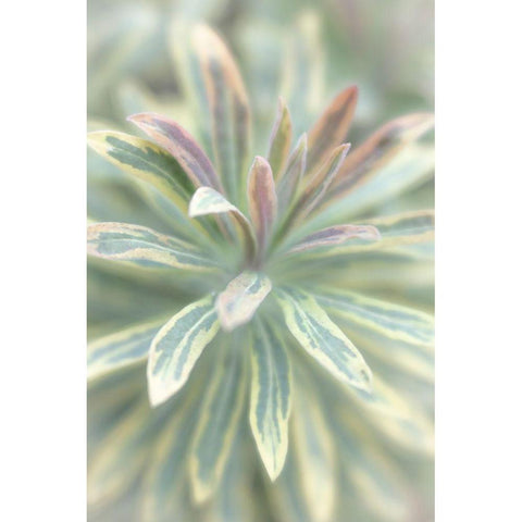 Euphorbia I White Modern Wood Framed Art Print by Mahan, Kathy