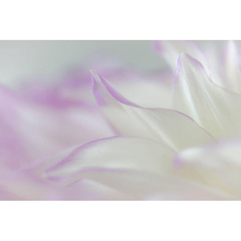 Dahlia Petals II White Modern Wood Framed Art Print by Mahan, Kathy