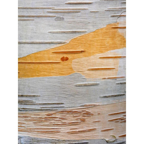 Paper Birch Bark I Gold Ornate Wood Framed Art Print with Double Matting by Mahan, Kathy