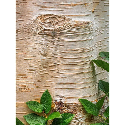 Paper Birch Bark II Black Modern Wood Framed Art Print by Mahan, Kathy