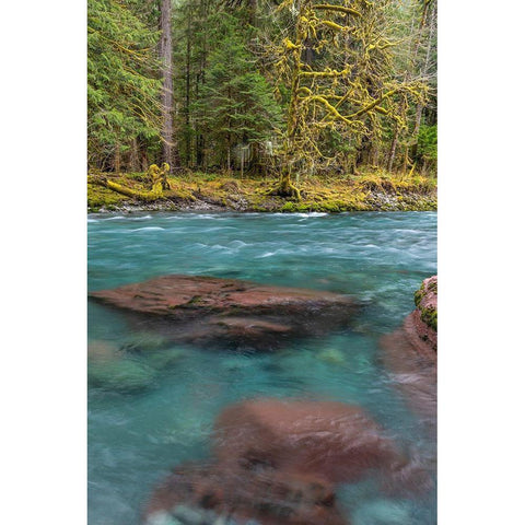 NF Skokomish River III Gold Ornate Wood Framed Art Print with Double Matting by Mahan, Kathy