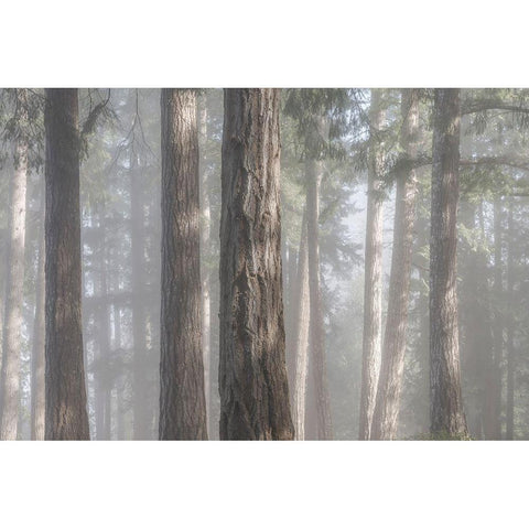 Fog in the Forest I White Modern Wood Framed Art Print by Mahan, Kathy