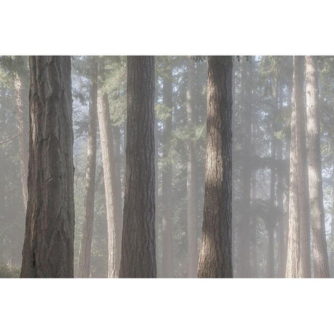 Fog in the Forest II Black Modern Wood Framed Art Print with Double Matting by Mahan, Kathy