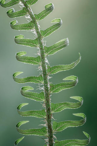 Sword Fern in Spring I White Modern Wood Framed Art Print with Double Matting by Mahan, Kathy