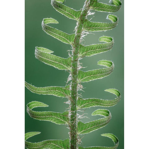 Sword Fern in Spring II Black Modern Wood Framed Art Print with Double Matting by Mahan, Kathy