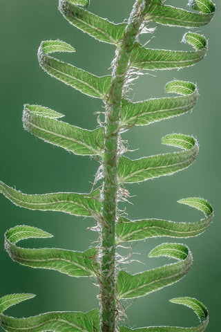 Sword Fern in Spring II White Modern Wood Framed Art Print with Double Matting by Mahan, Kathy