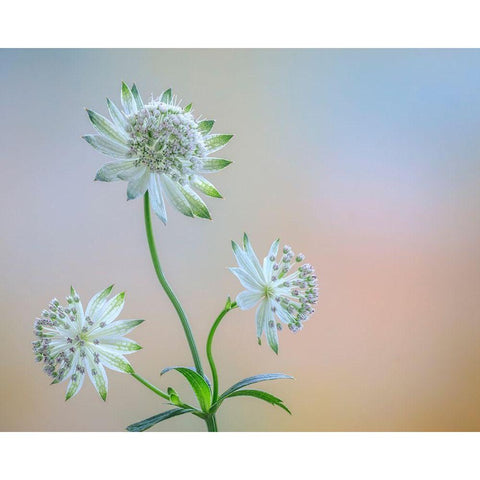 Astrantia Blossoms I White Modern Wood Framed Art Print by Mahan, Kathy