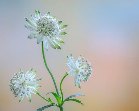 Astrantia Blossoms I Black Ornate Wood Framed Art Print with Double Matting by Mahan, Kathy