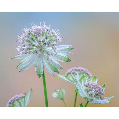 Astrantia Blossoms II Gold Ornate Wood Framed Art Print with Double Matting by Mahan, Kathy