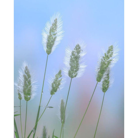 Going to Seed I White Modern Wood Framed Art Print by Mahan, Kathy