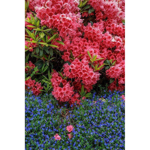 Lithodora and Rhododendron Gold Ornate Wood Framed Art Print with Double Matting by Mahan, Kathy